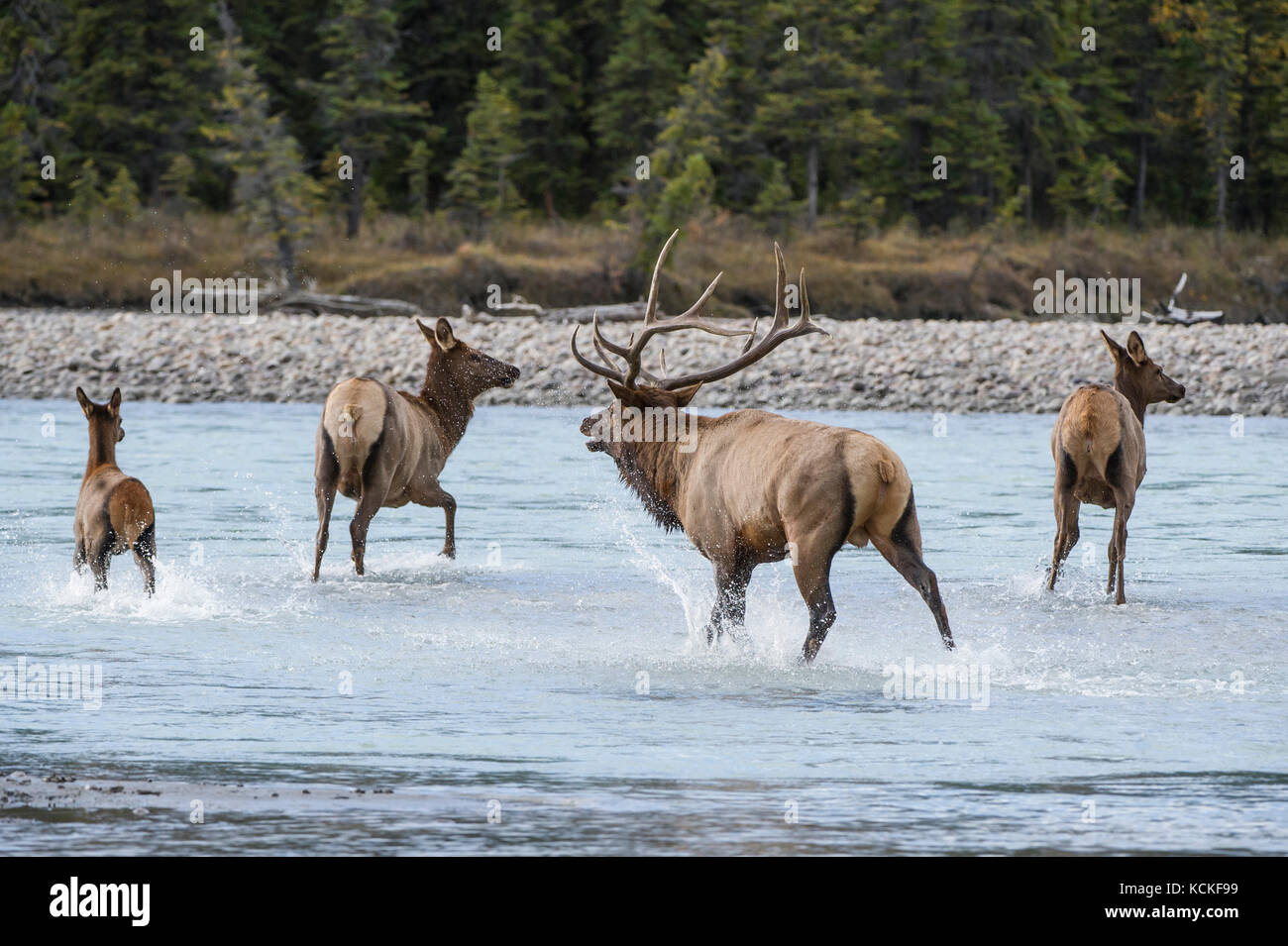 Male and Female Elk, Cervus canadensis nelsoni, Rocky Mountains