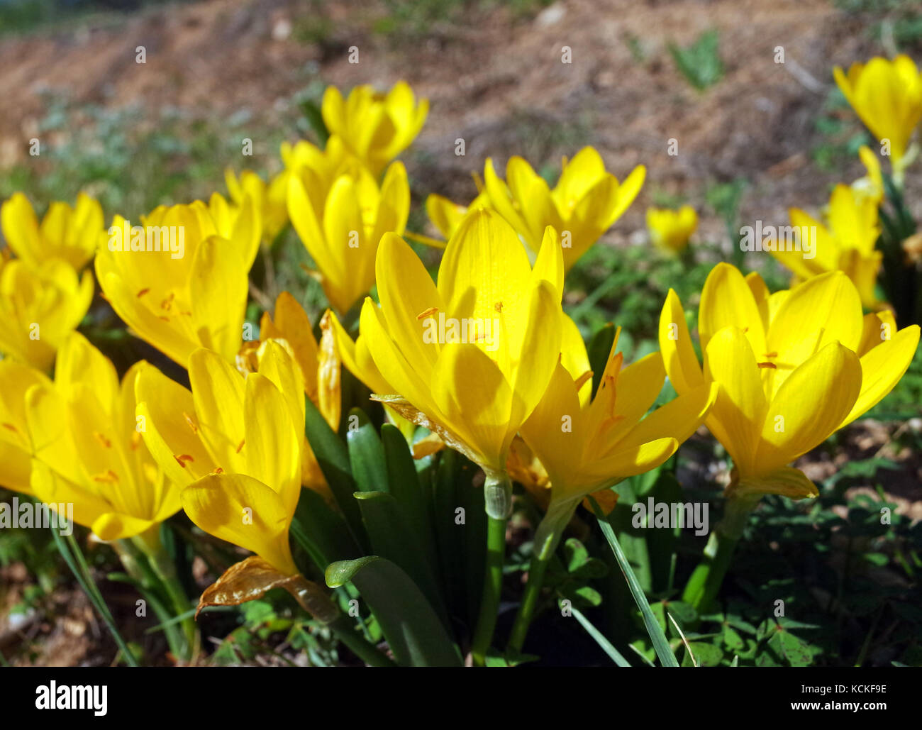 Sternbergia Lutea flowering in Sardinian countryside Stock Photo