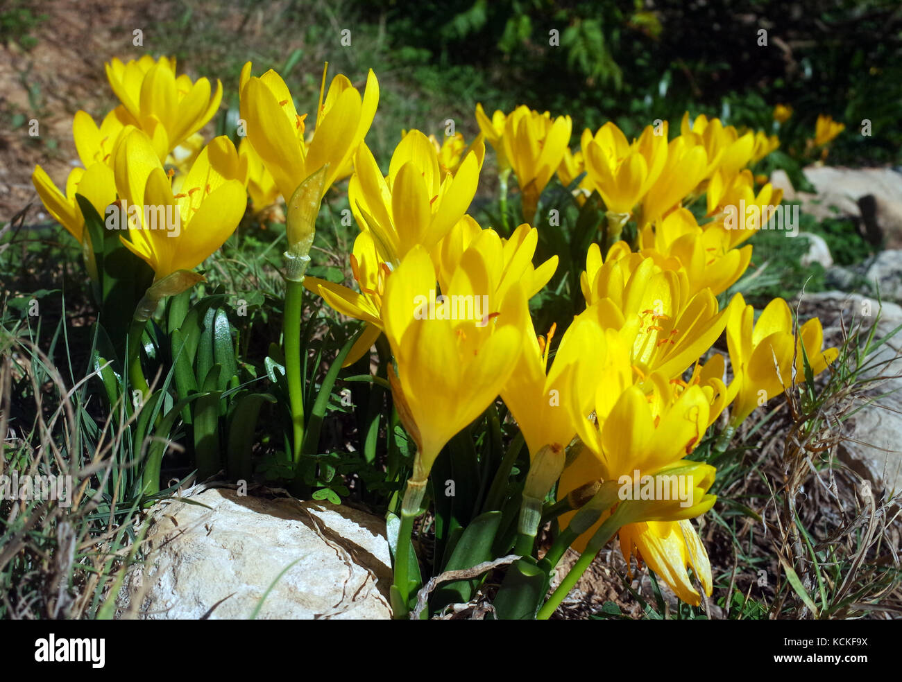 Sternbergia Lutea flowering in Sardinian countryside Stock Photo