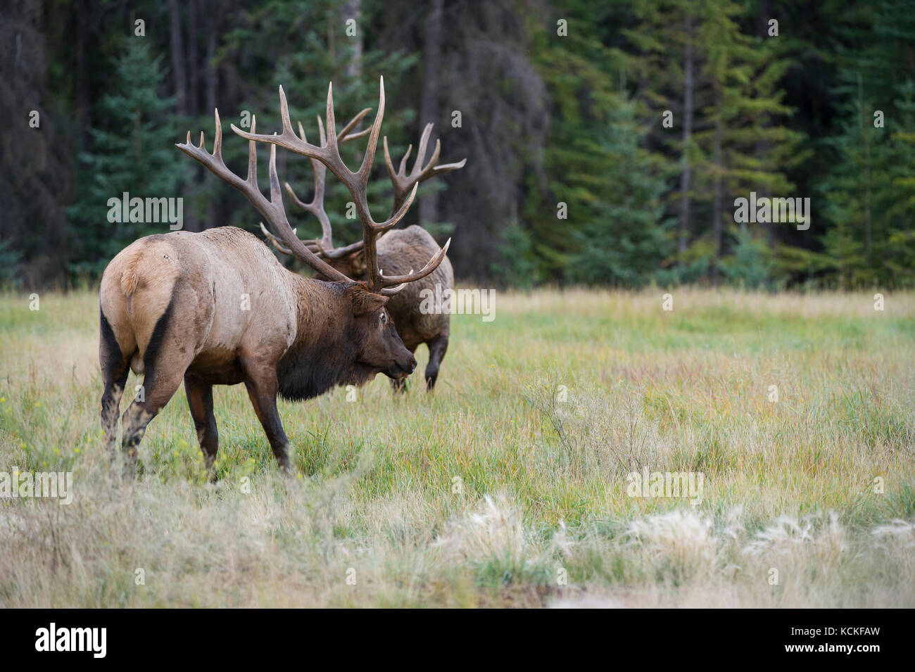 Male Elk Cervus Canadensis Nelsoni Rocky Mountains Alberta Canada rocky-mountain-elk-cervus-canadensis-nelsoni-male-north-america