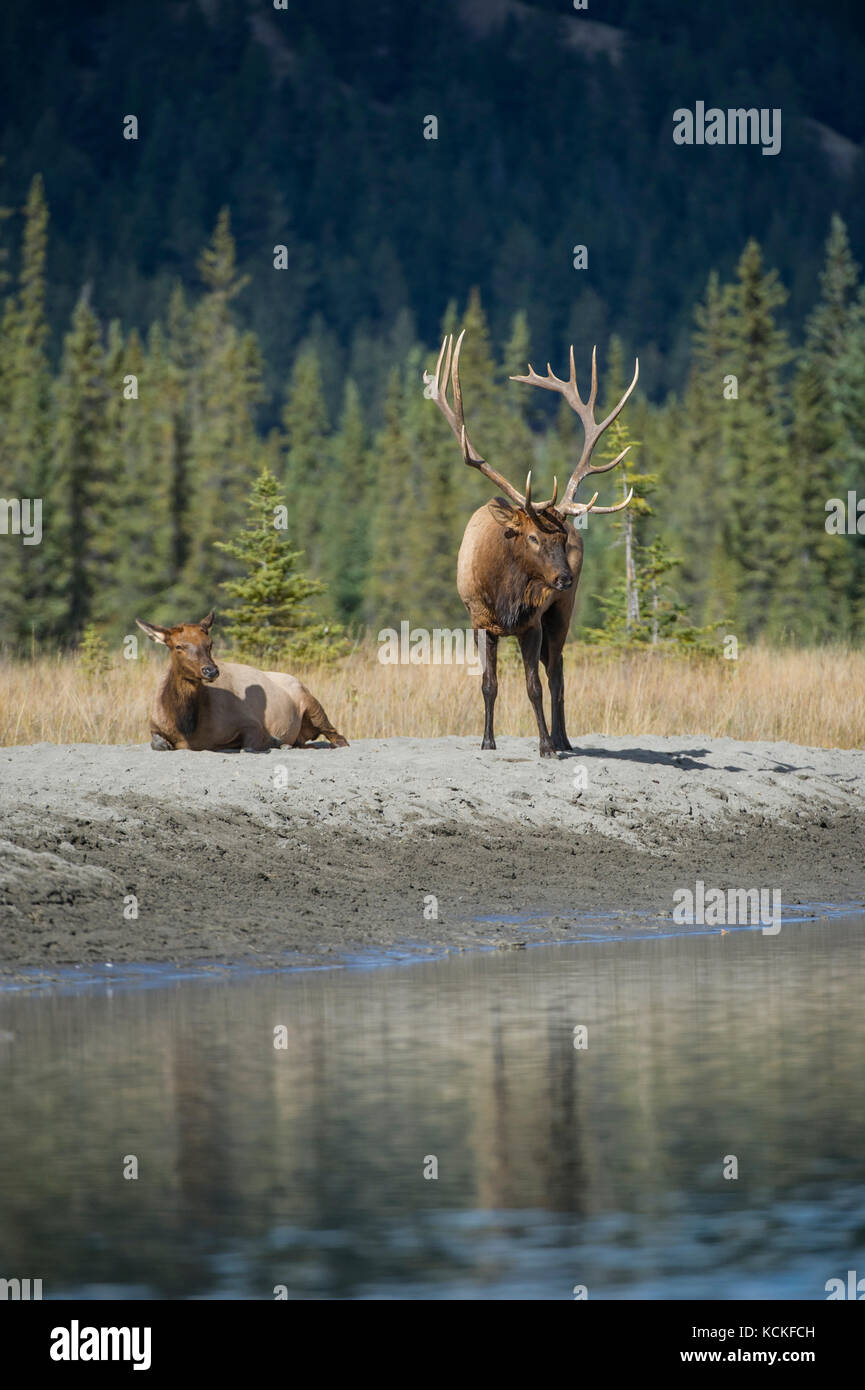 Male female elk hires stock photography and images Alamy