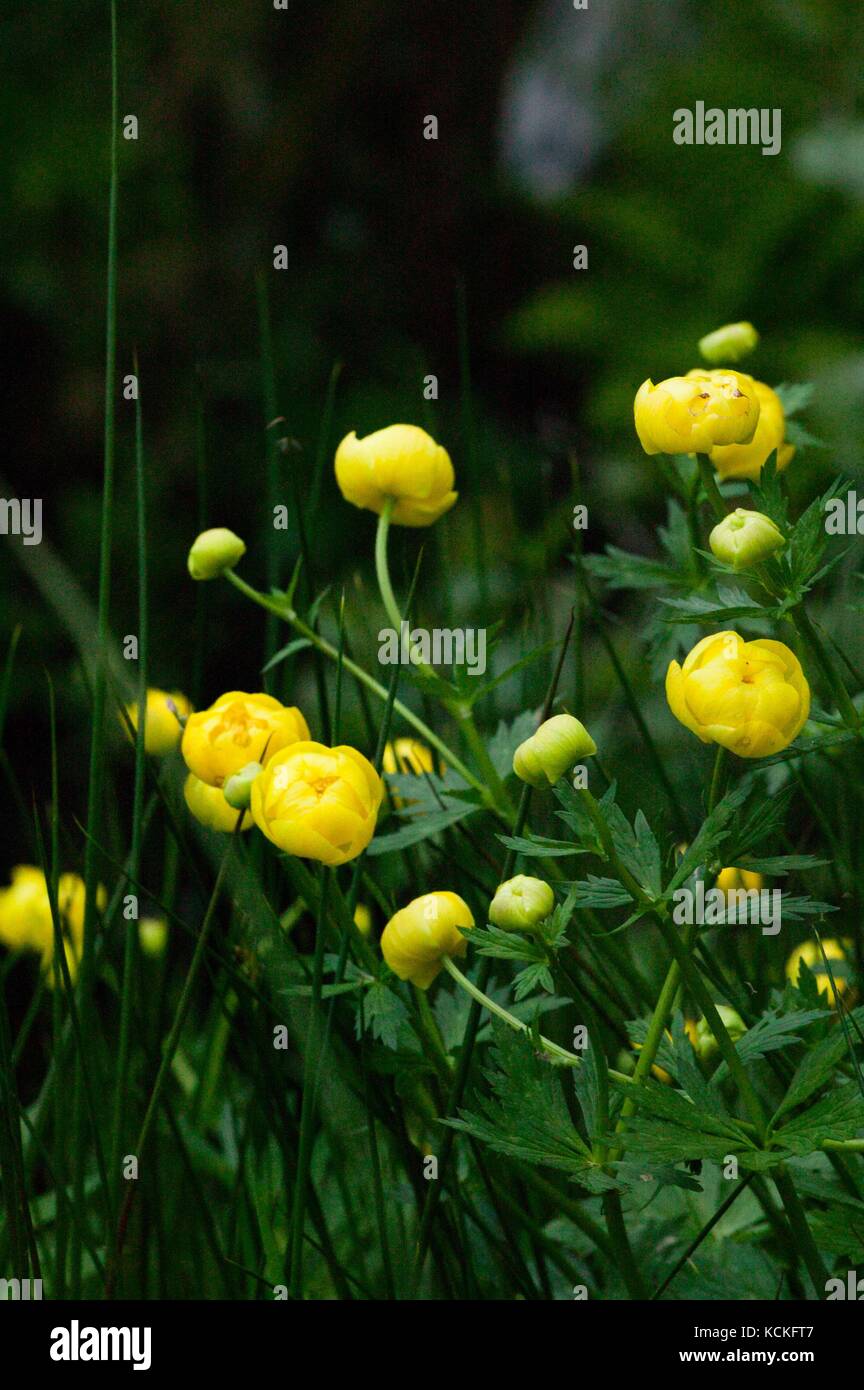 Globe Flower (Trollius europaeas) in upland meadow Stock Photo Alamy