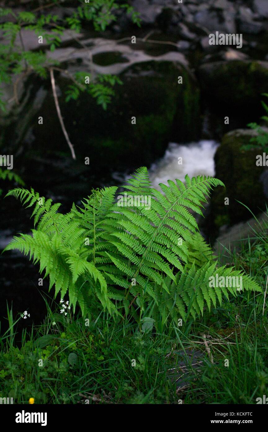 Male Fern (Dryopteris  feix -mas ) growing besides upland stream in oakwood. Stock Photo