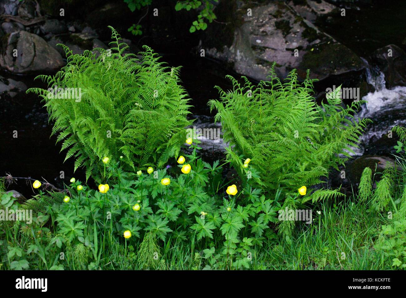 Globe Flower (Trollius europaeas) in upland meadow Stock Photo Alamy