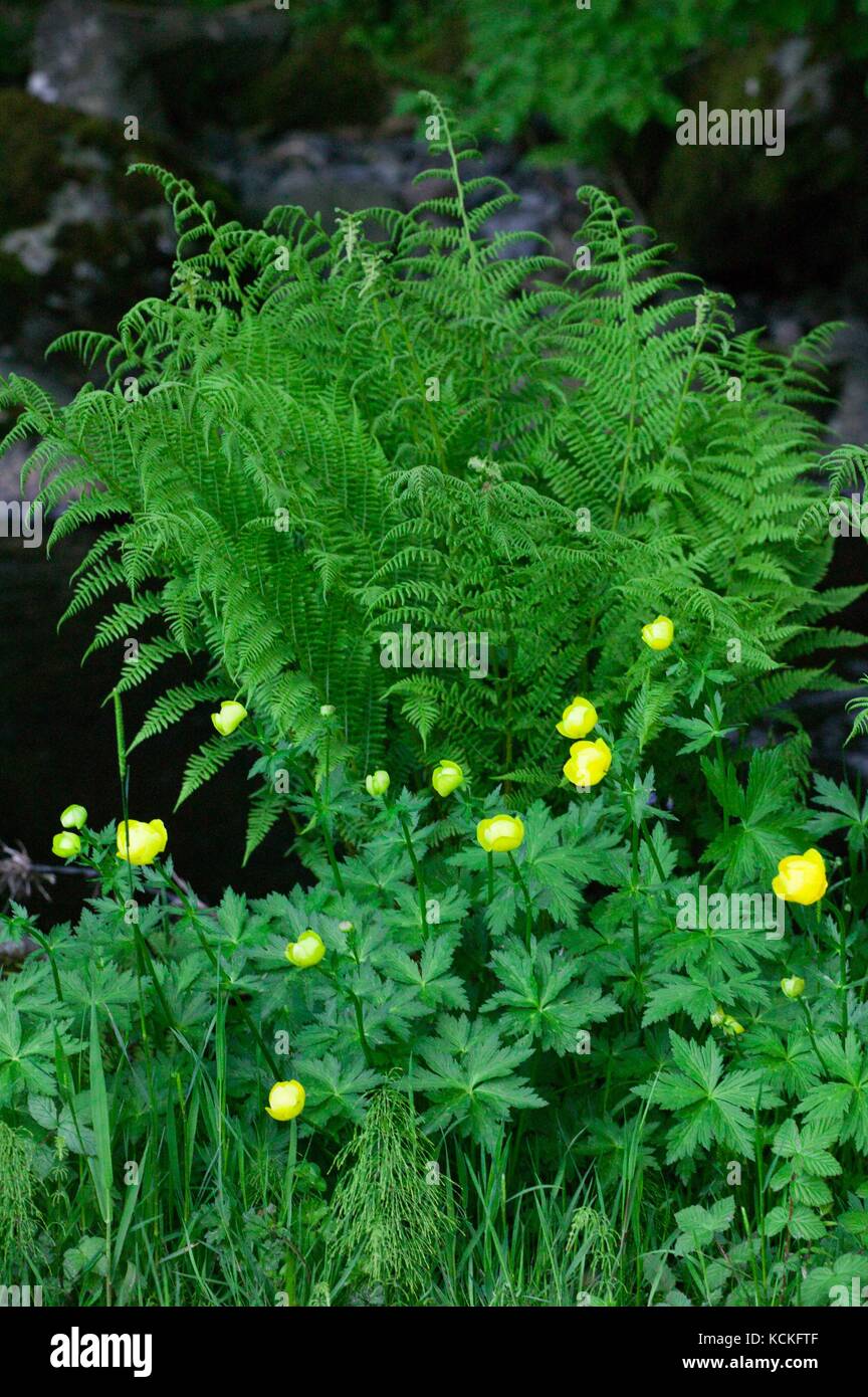 Globe Flower (Trollius europaeas) in upland meadow Stock Photo Alamy