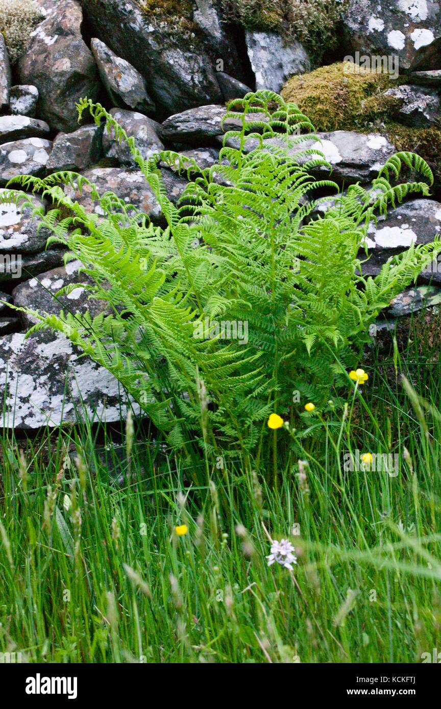 Lady Fern (Athyrium filixfemina) growing besides upland stream in oakwood. Stock Photo