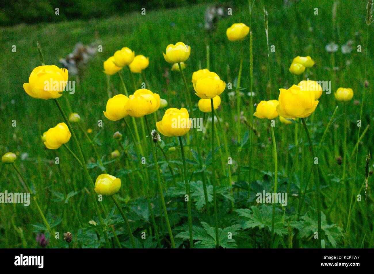 Globe Flower (Trollius europaeas) in upland meadow Stock Photo Alamy