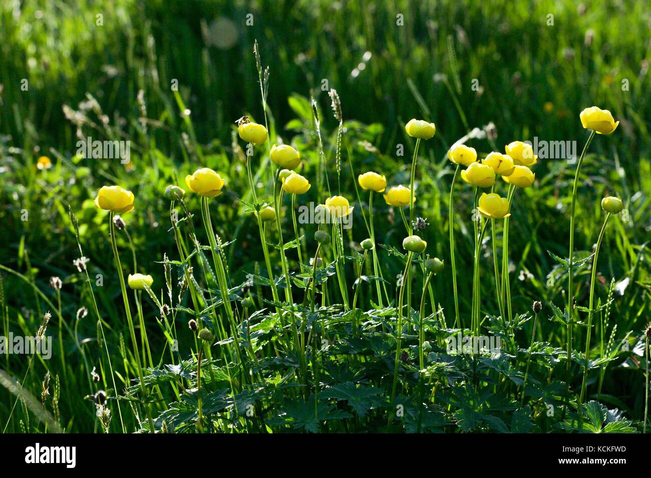 Globe Flower (Trollius europaeas) in upland meadow Stock Photo Alamy
