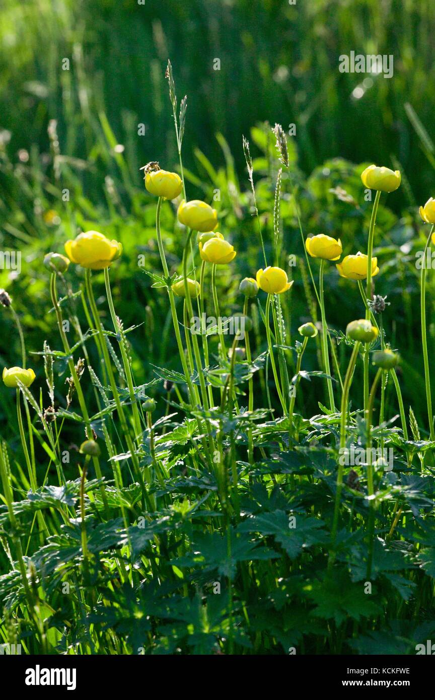 Globe Flower (Trollius europaeas) in upland meadow Stock Photo Alamy