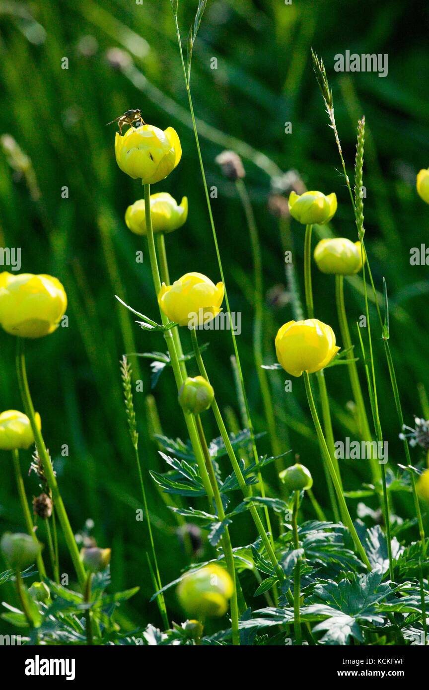 Globe Flower (Trollius europaeas) in upland meadow Stock Photo Alamy