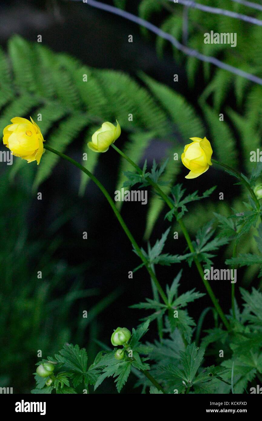 Globe Flower (Trollius europaeas) in upland meadow Stock Photo Alamy