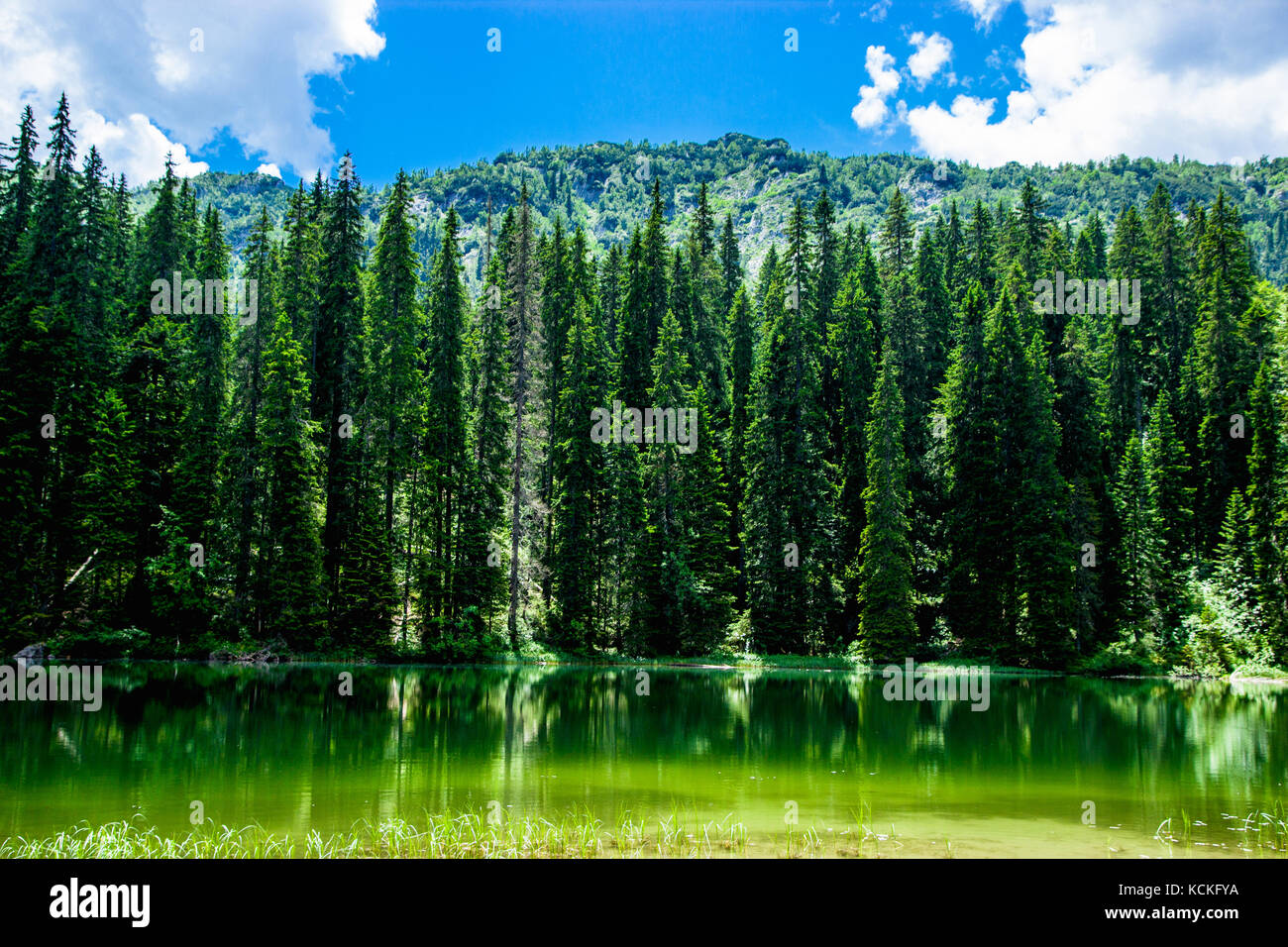 Coniferous forest and Black lake Stock Photo - Alamy