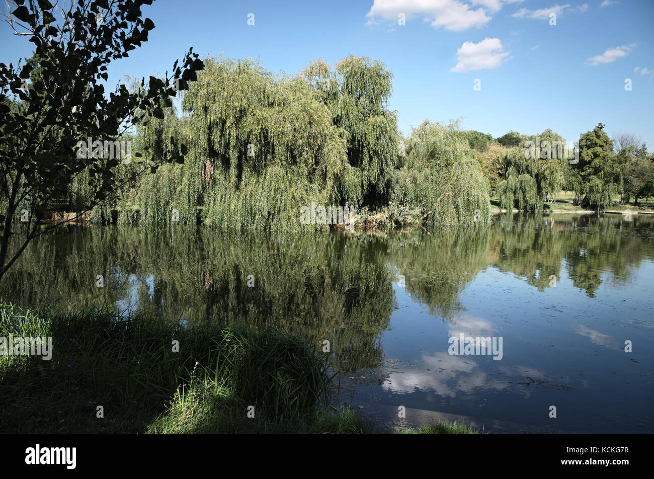 Reflected clouds on the surface of the water. Lake and trees in one of Bucharest's park, last days of summer, beginning of autumn. Stock Photo