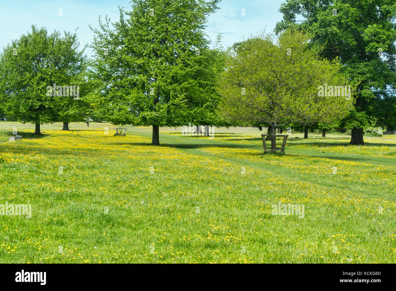 Buttercup meadow, Minchinhampton Common, Gloucestershire; England, UK; Stock Photo