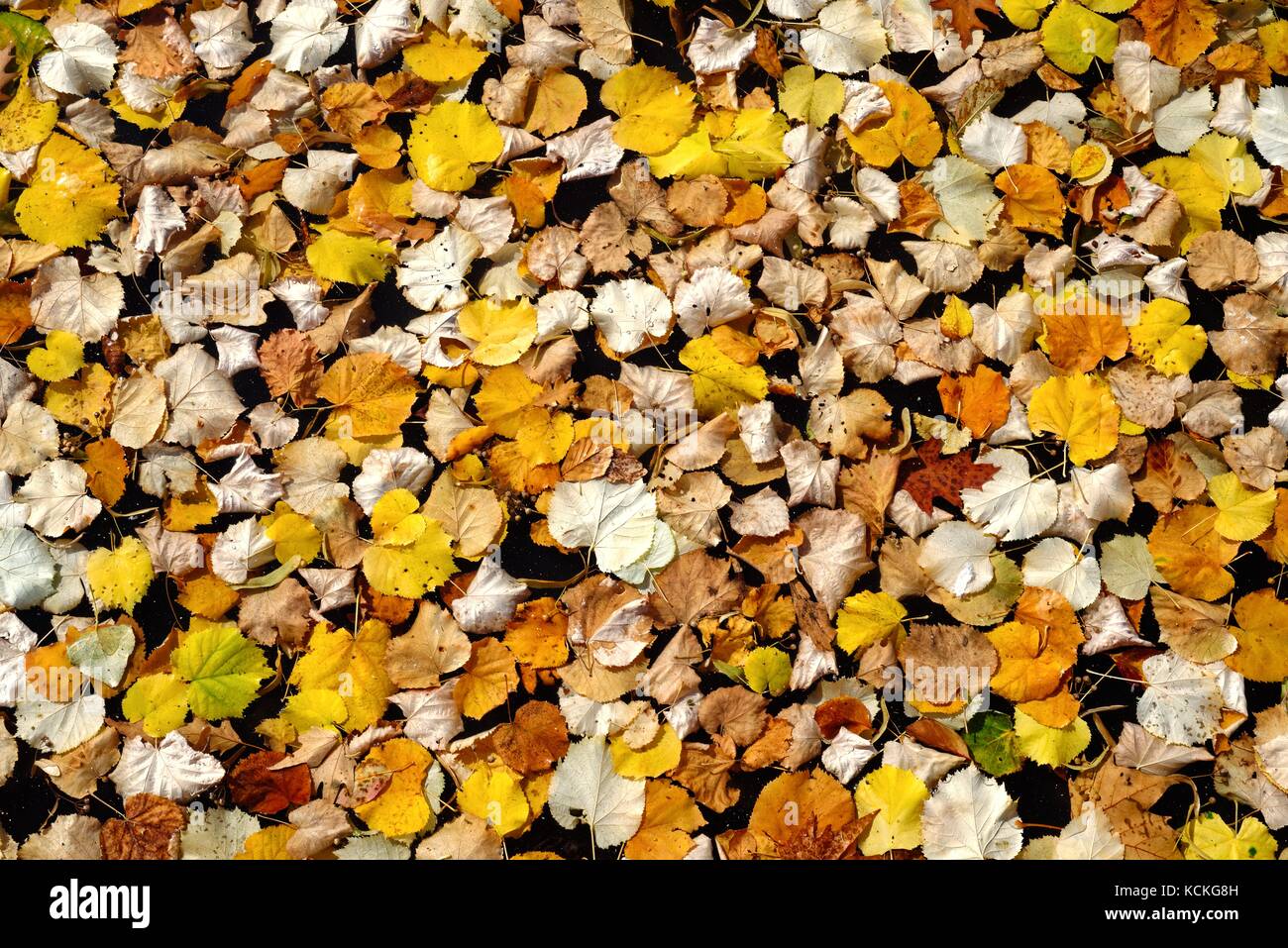 Close up of autumn leaves Stock Photo - Alamy