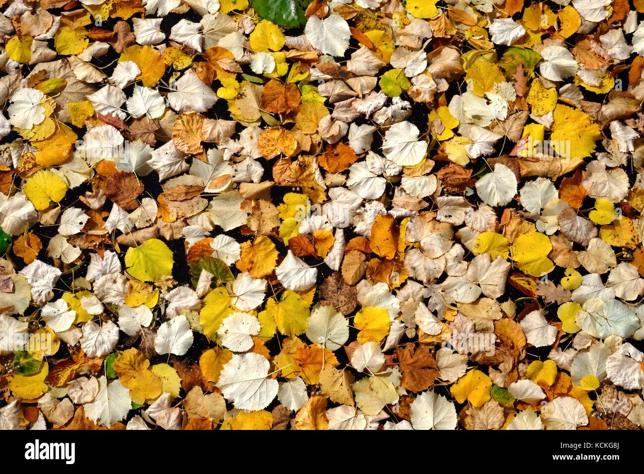 Close up of autumn leaves Stock Photo - Alamy