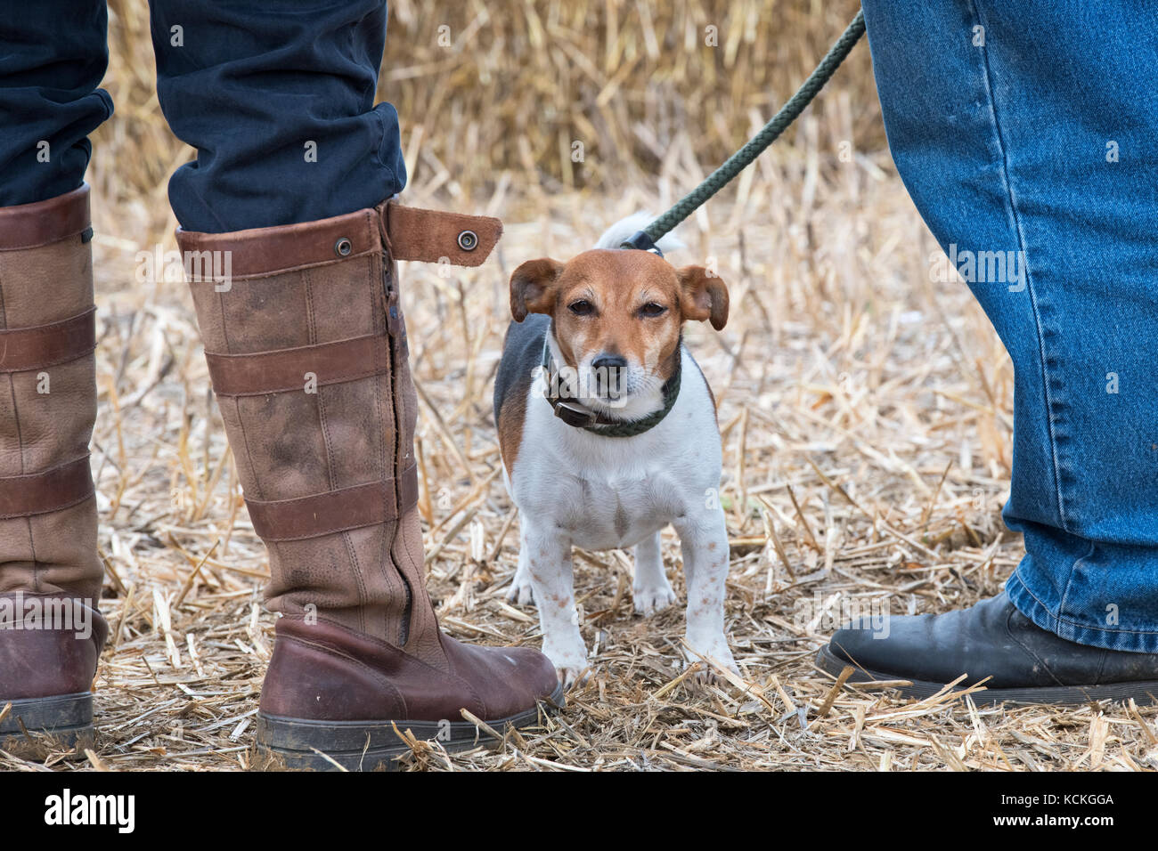 Jack russell terrier dog at the Fairford, Faringdon, Filkins and Burford Ploughing Society Show. Lechlade on Thames, Gloucestershire, UK Stock Photo