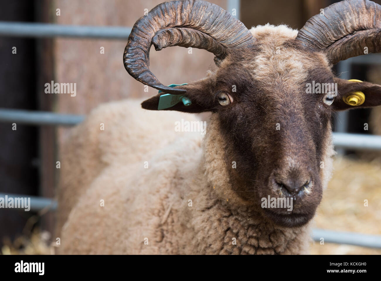 Manx loaghtan sheep at Malvern autumn show, Worcestershire, UK Stock Photo