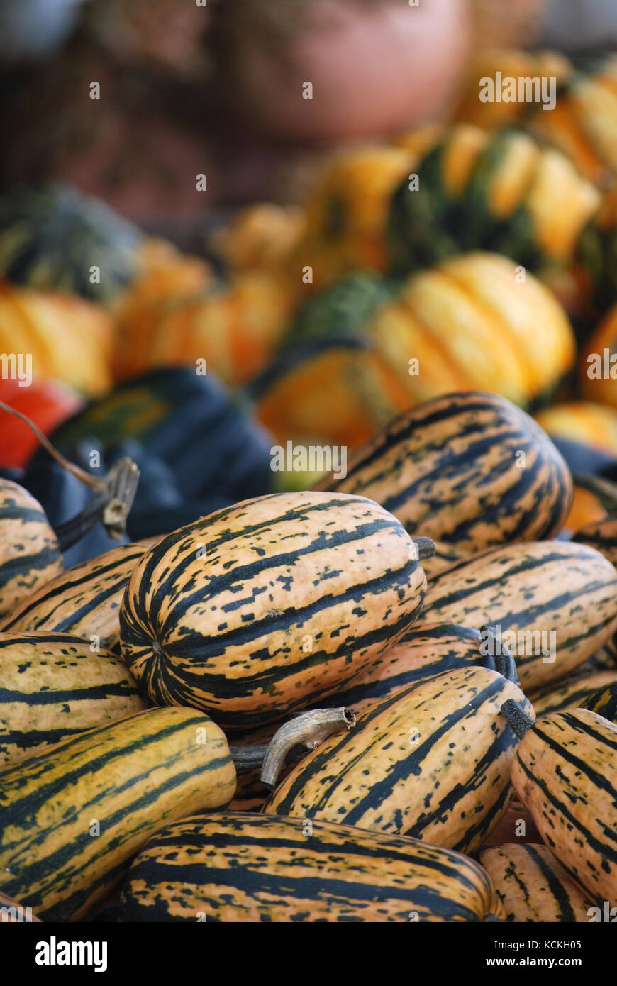 Delicata Squash at The local Farmstand Stock Photo