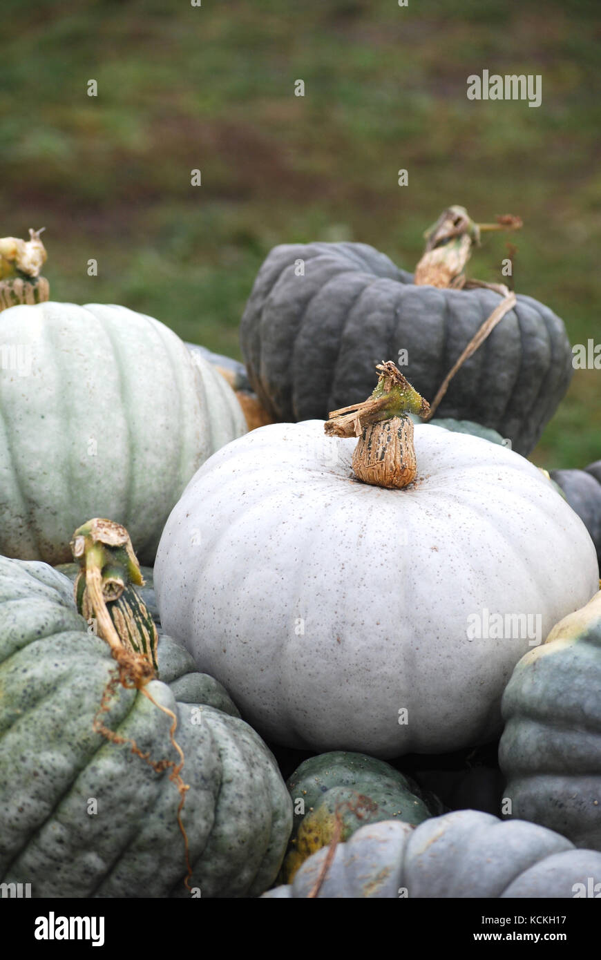 Farmstand Heirloom Pumpkins Stock Photo Alamy