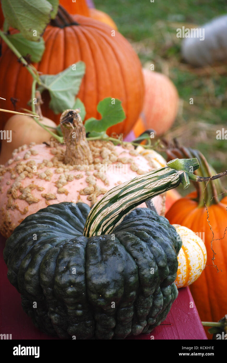 Autumn Harvest Pumpkins and Squash Stock Photo