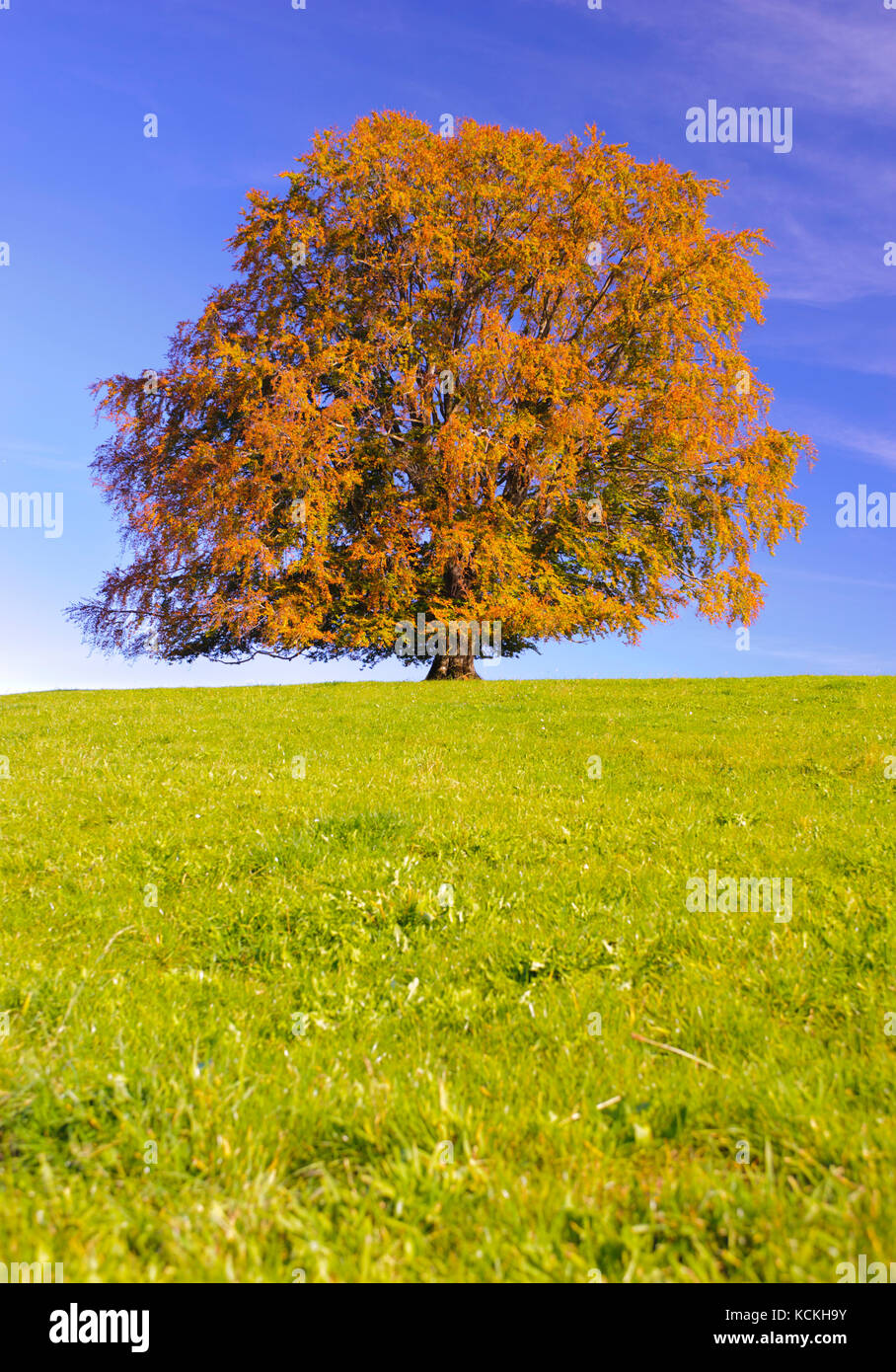 Fall foliage beech tree hires stock photography and images Alamy