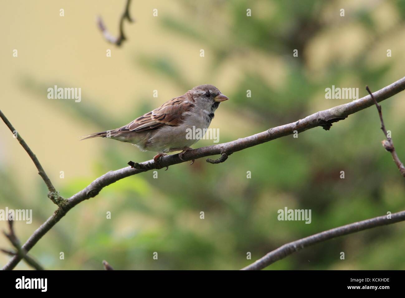 A sparrow sits on a  branch Stock Photo
