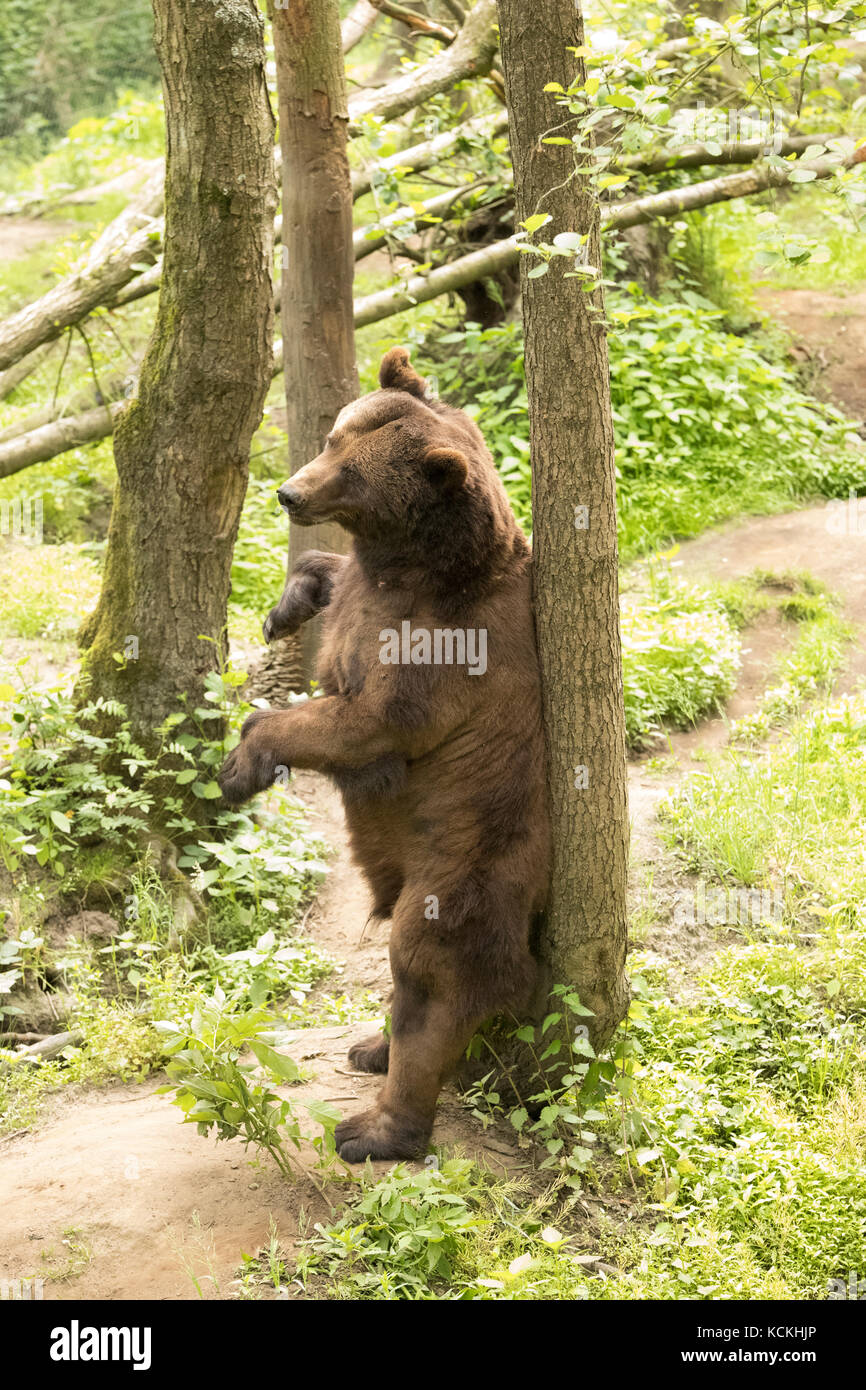 Grizzly bear scratching back to tree Stock Photo