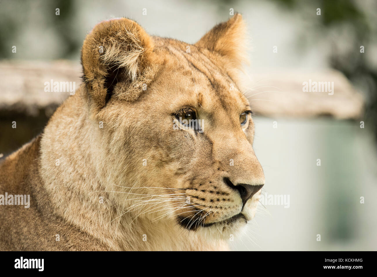 Headshot of a lioness, closeup Stock Photo