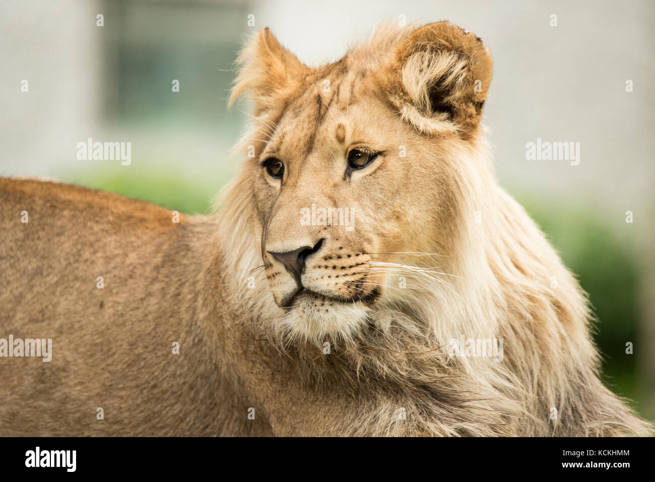 Headshot of a young lion Stock Photo - Alamy