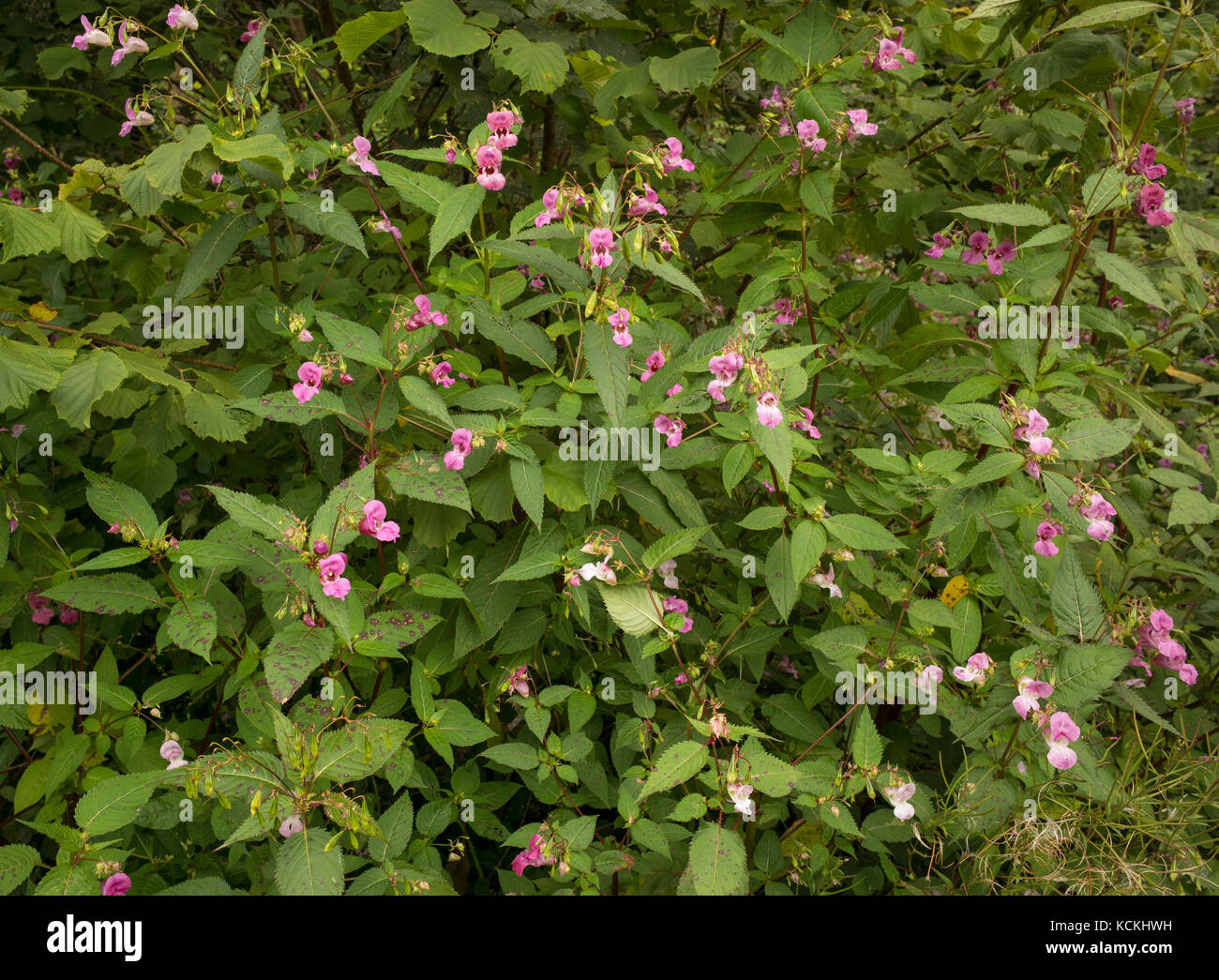 Himalayan Balsam in bloom growing alongside railway line, Carmarthenshire, UK Stock Photo