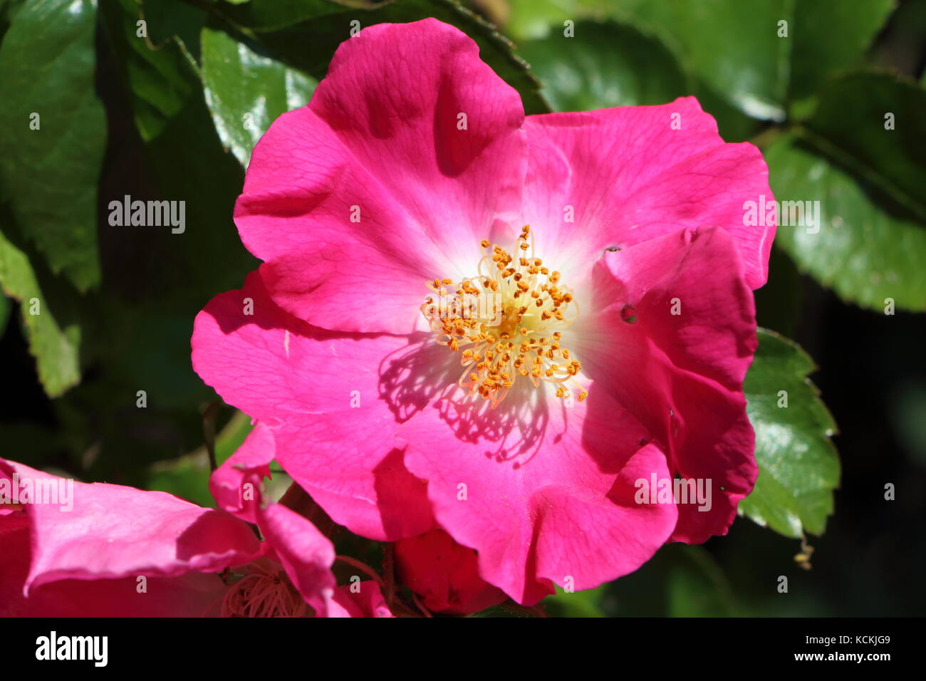 Close-up of pink flower of dog rose Stock Photo - Alamy