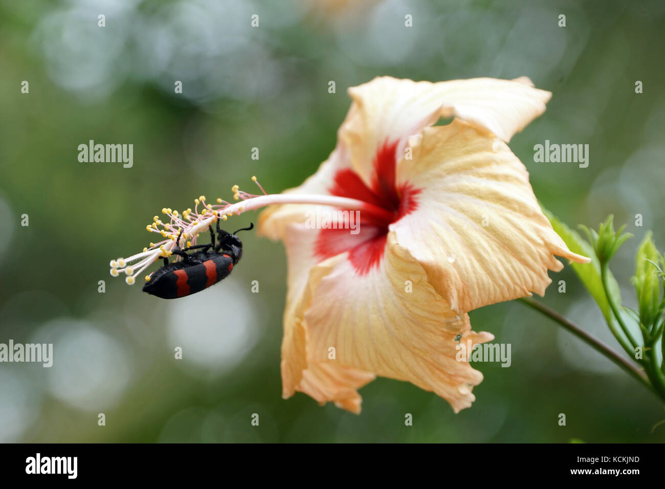 Hibiscus Beetle High Resolution Stock Photography and Images Alamy