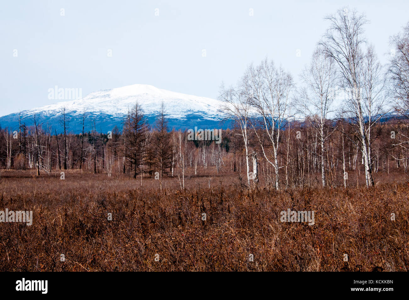 Aerial view of boreal forest hi-res stock photography and images - Alamy