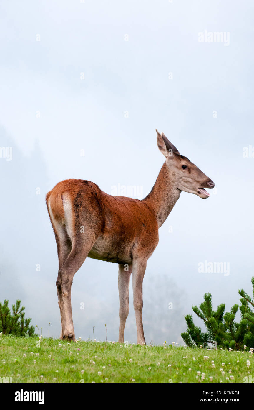 Doe (European deer) standing on a meadow with foggy background Stock Photo