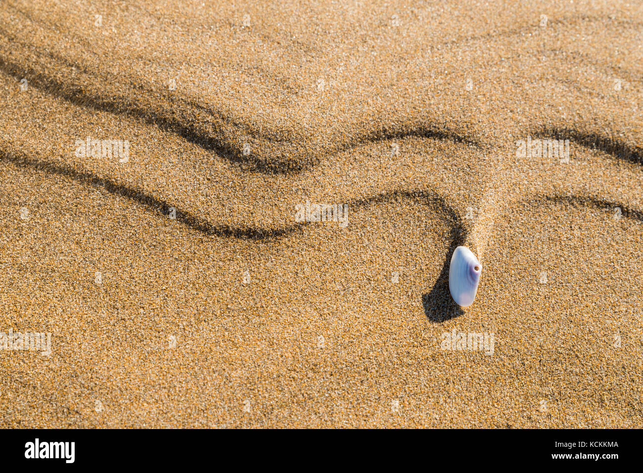 Seashell moved by the wind in the sand Stock Photo