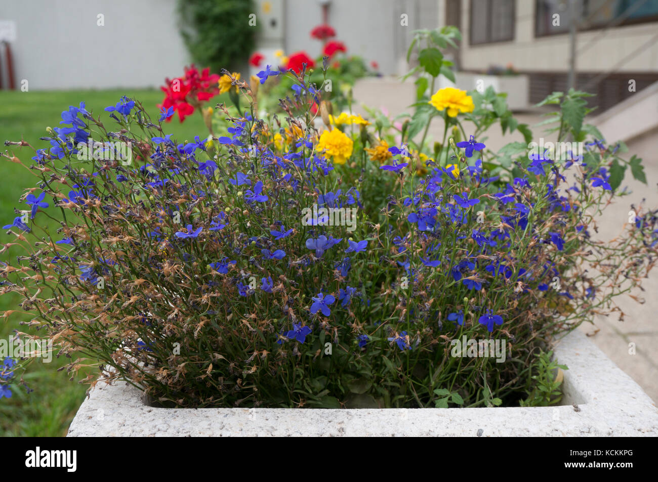 Pretty blue flowers in garden Stock Photo - Alamy