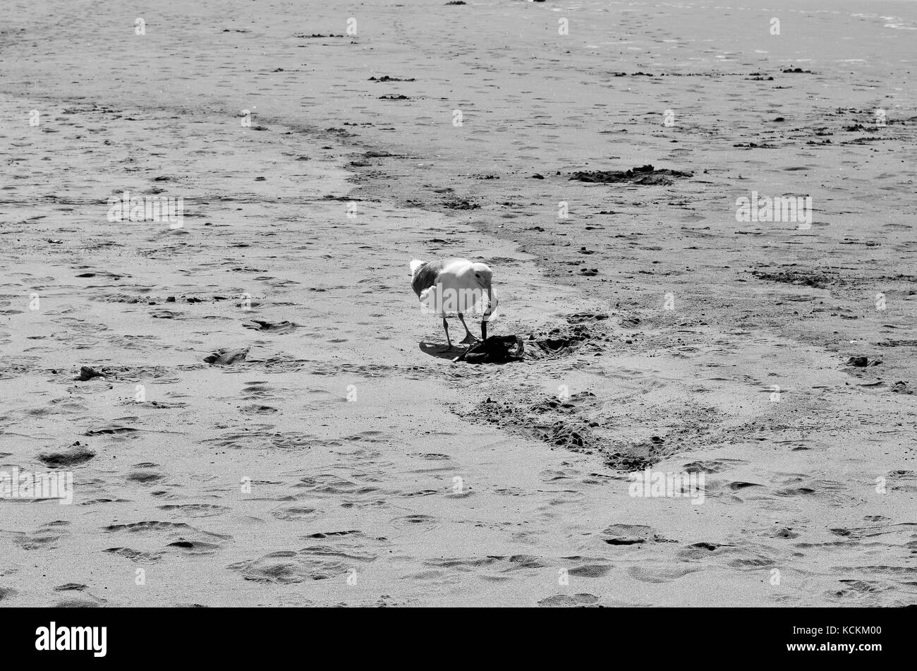 Seagull Eats Dead Crab On Beach in black and white Stock Photo