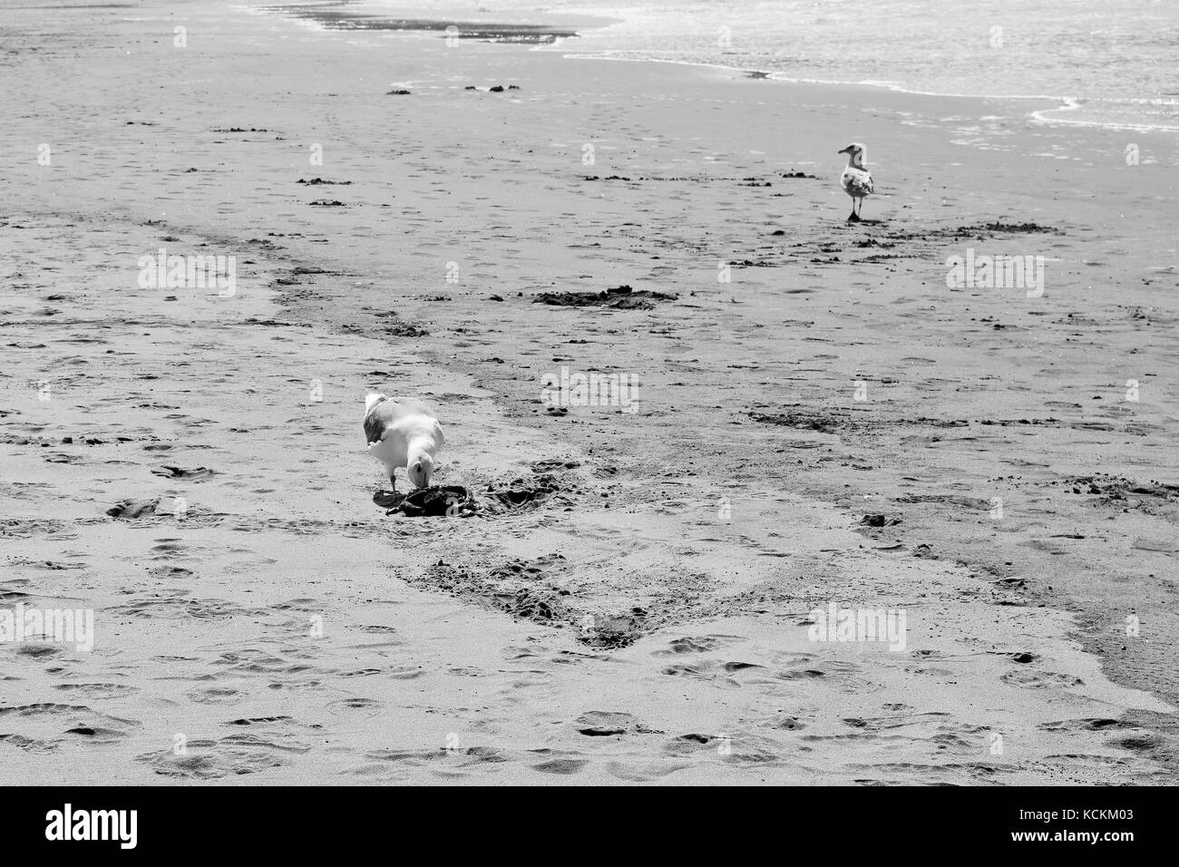 Seagull Eats Dead Crab On Beach in black and white Stock Photo