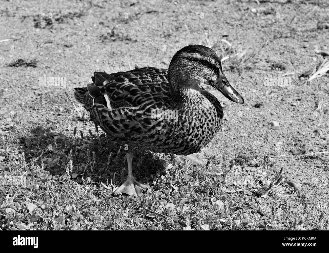 https://c8.alamy.com/comp/KCKM0A/female-duck-in-black-and-white-KCKM0A.jpg