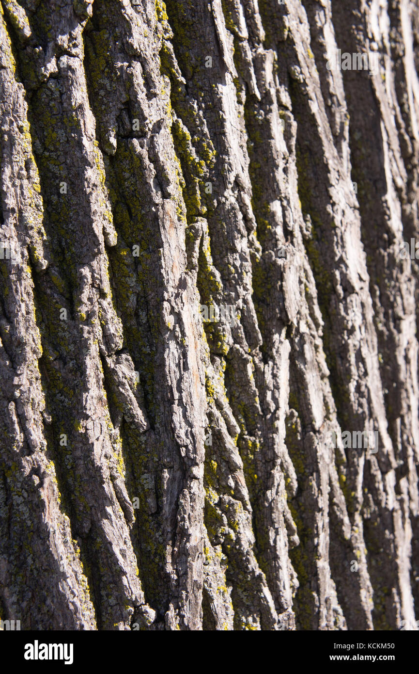 Close up of Bark  on a living tree Stock Photo