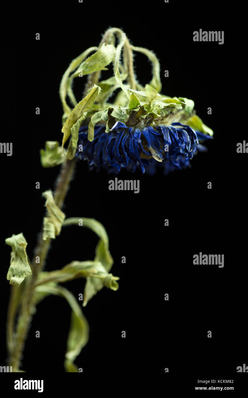 Wilted dying blue Chrysanthemum on a dark background Stock Photo