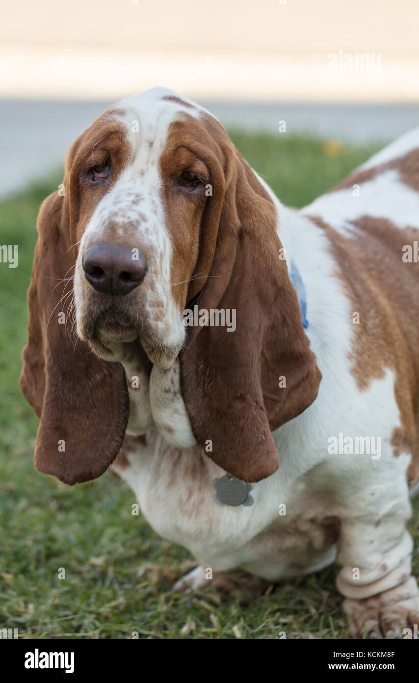 Brown and White spotted Basset Hound Puppy Stock Photo