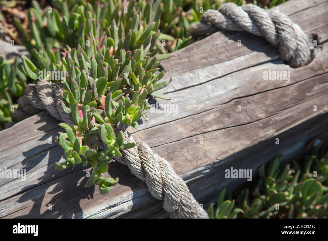 Wooden post and marine rope with iceplants growing over it Stock Photo