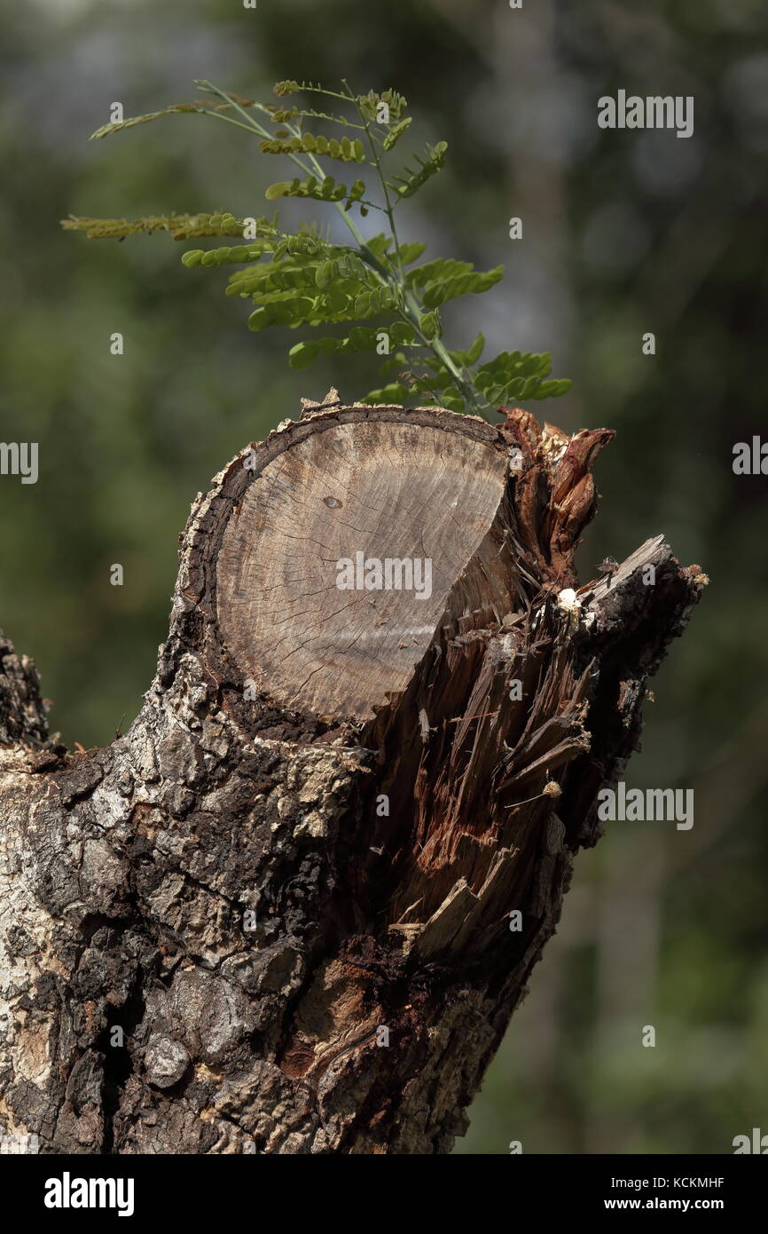 An axed tree Stock Photo