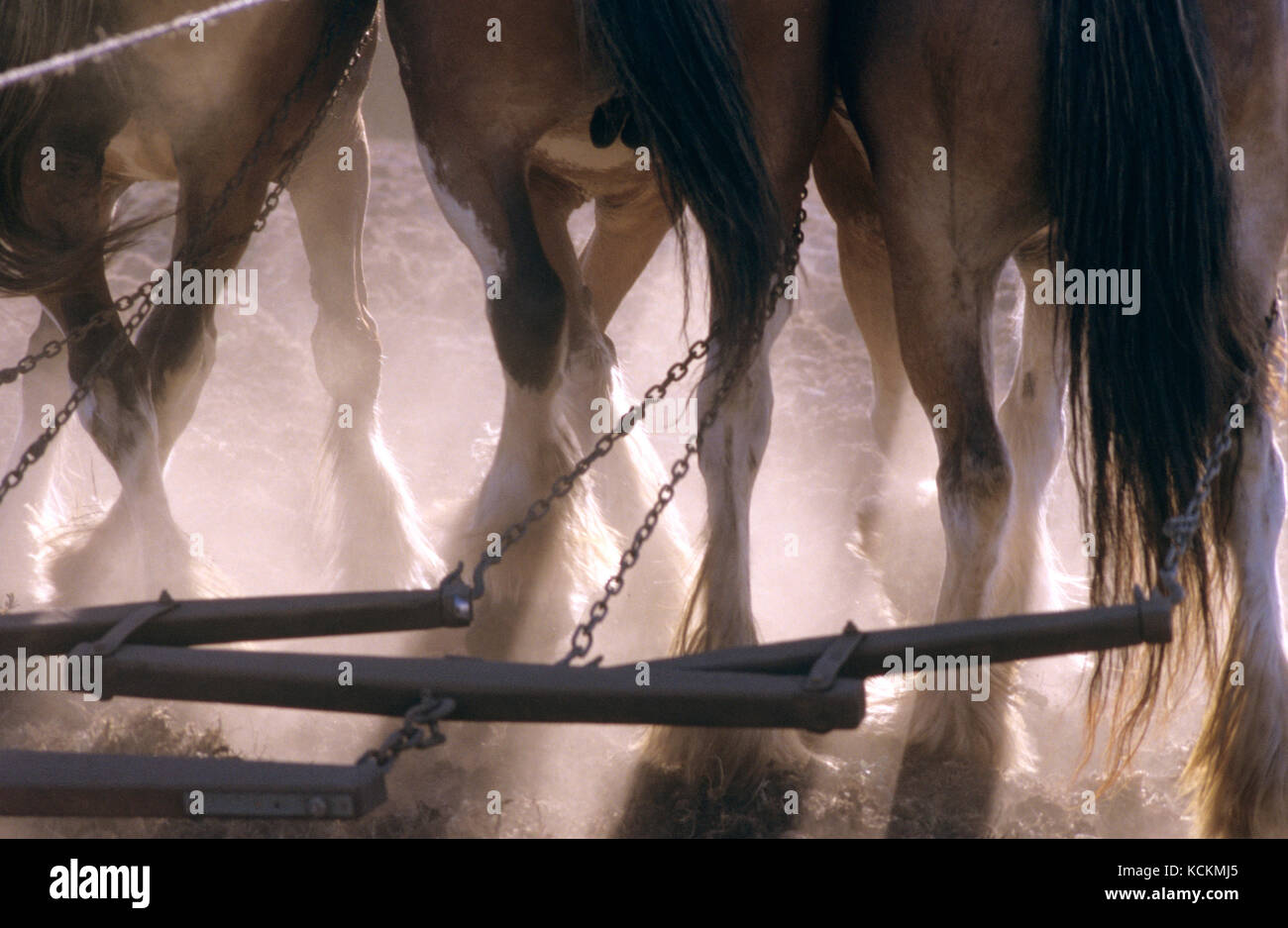 Clydesdale horses (Equus caballus), ploughing, detail of legs and