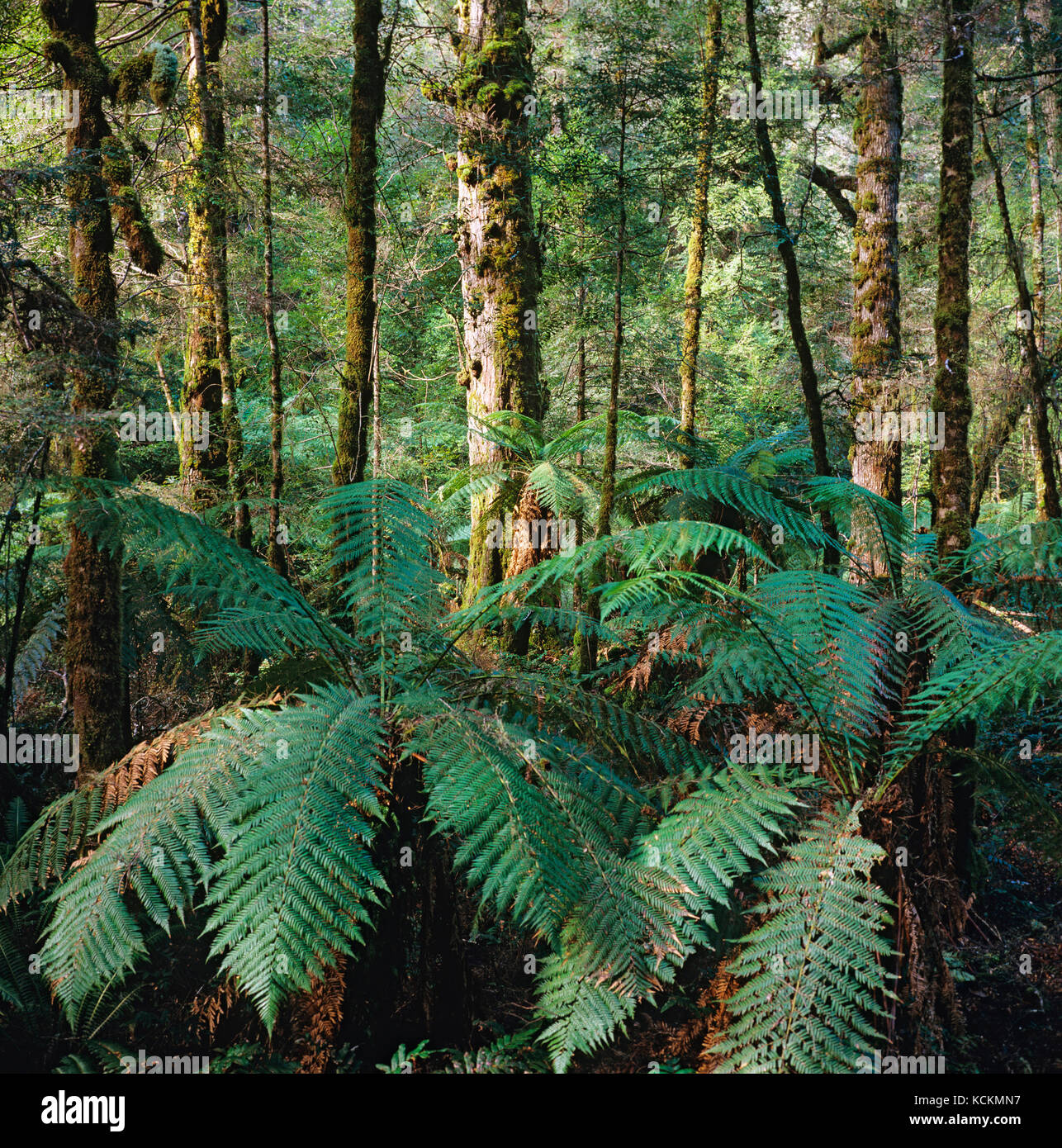 Forest of Myrtle beech (Nothofagus cunninghamii). and treeferns (Dicksonia sp.). Yarra Ranges National Park, east of Marysville, Victoria, Australia Stock Photo