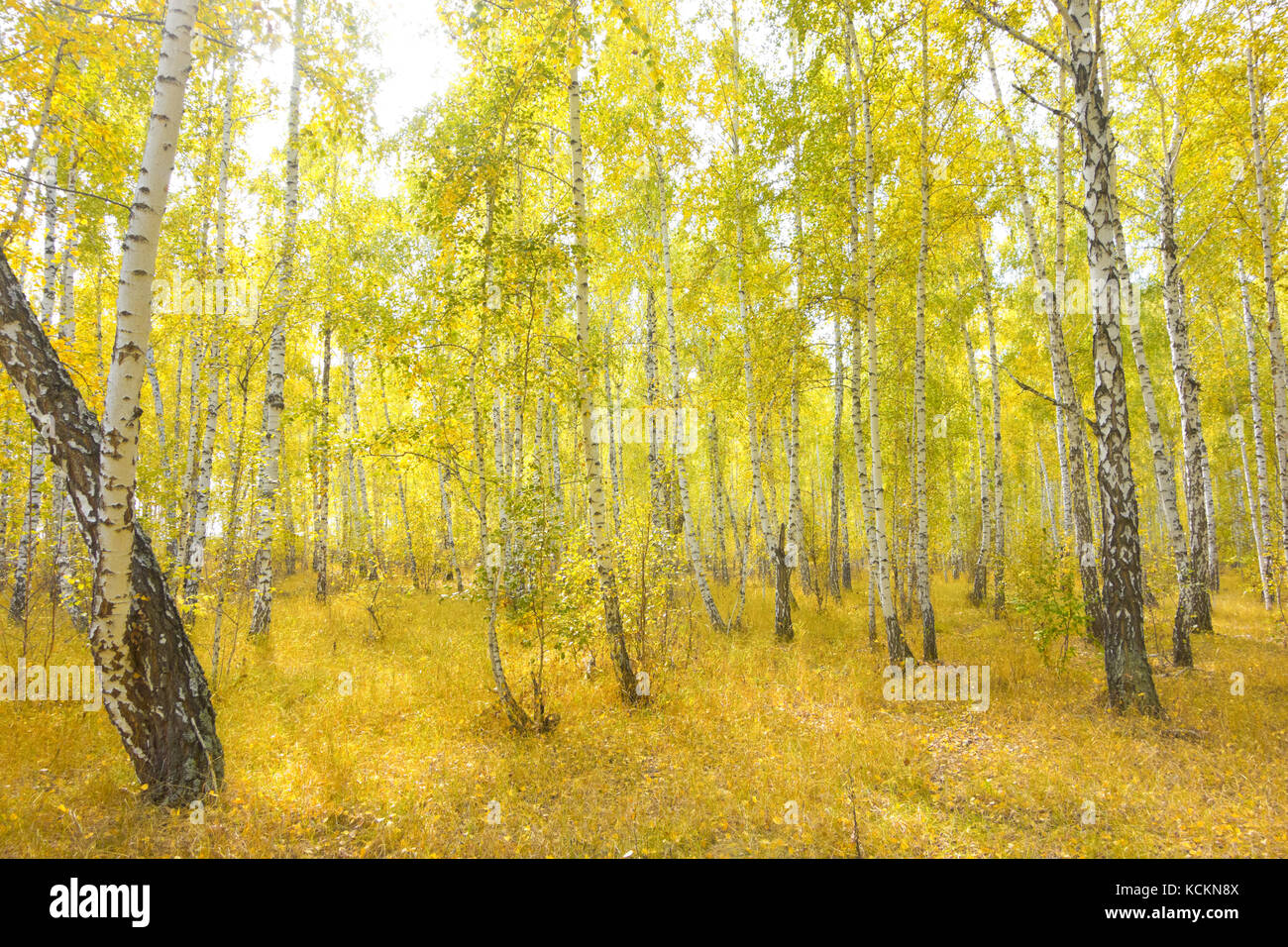 autumn birch forest Stock Photo - Alamy