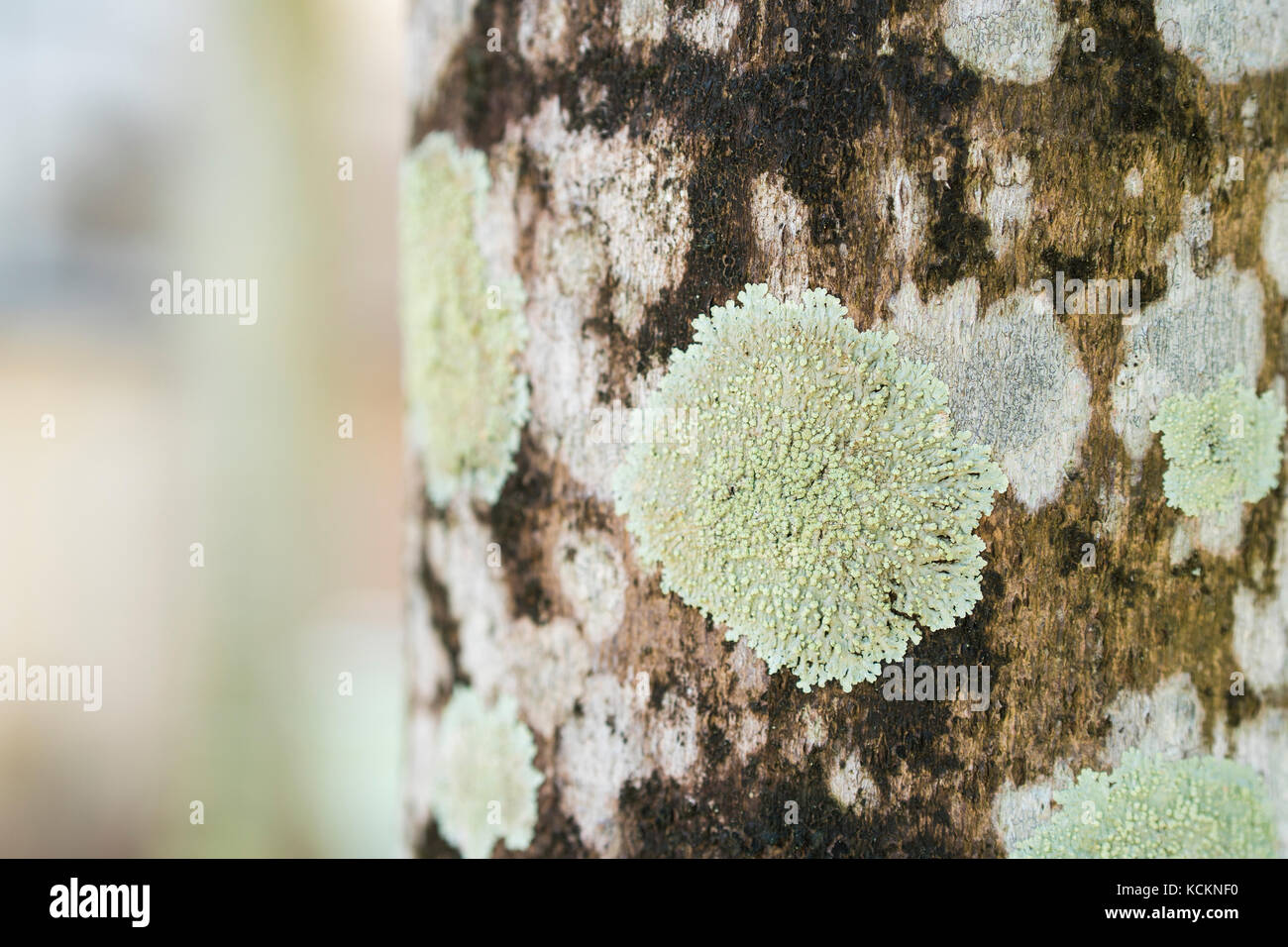 Closeup of a tree bark texture with Lichen. Selective focus Stock Photo