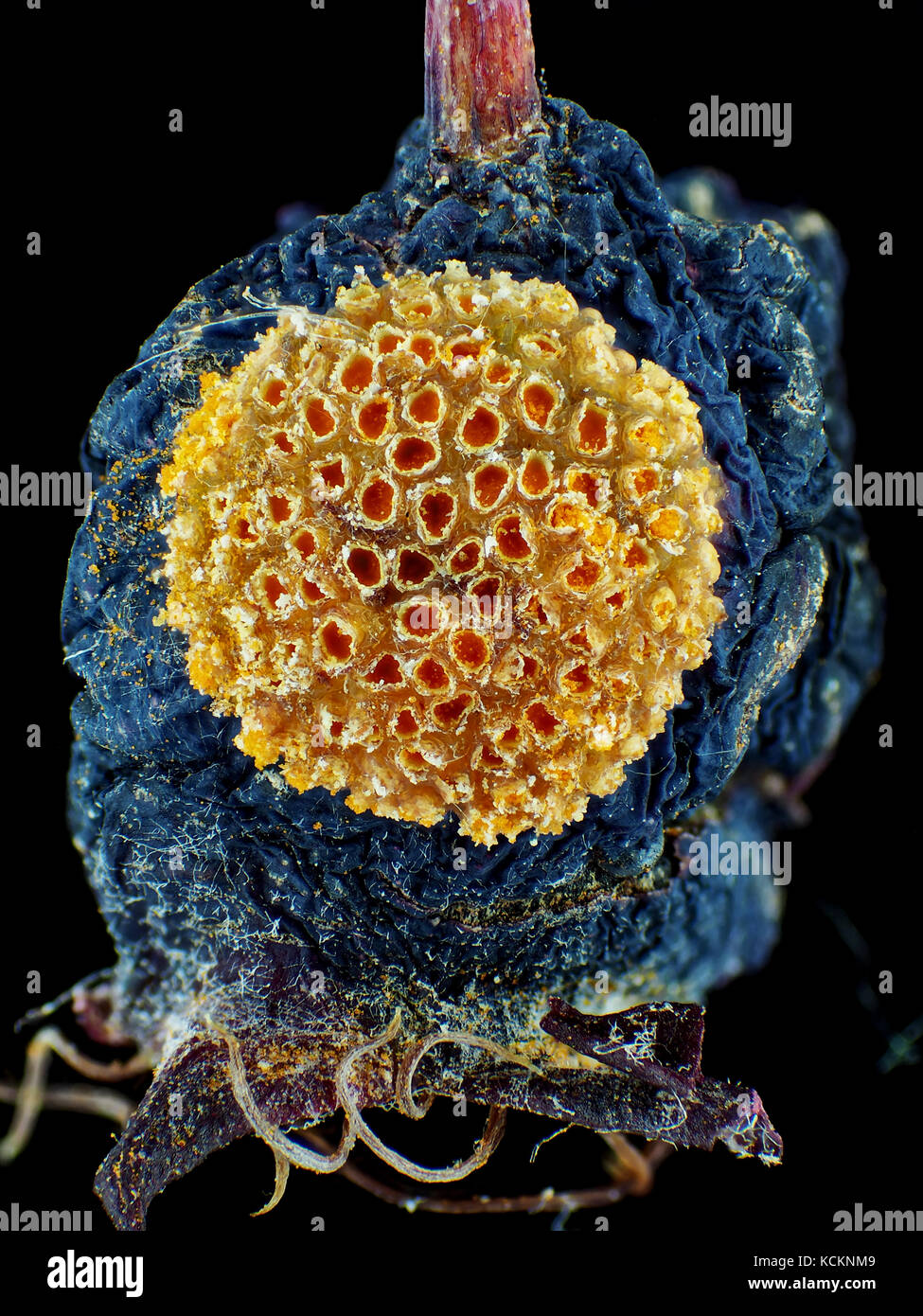Plant-pathogenic rust fungus (Gymnosporangium sp.) on a secondary host's fruit, reflected light micrograph, pictured area is about 8.5mm tall Stock Photo